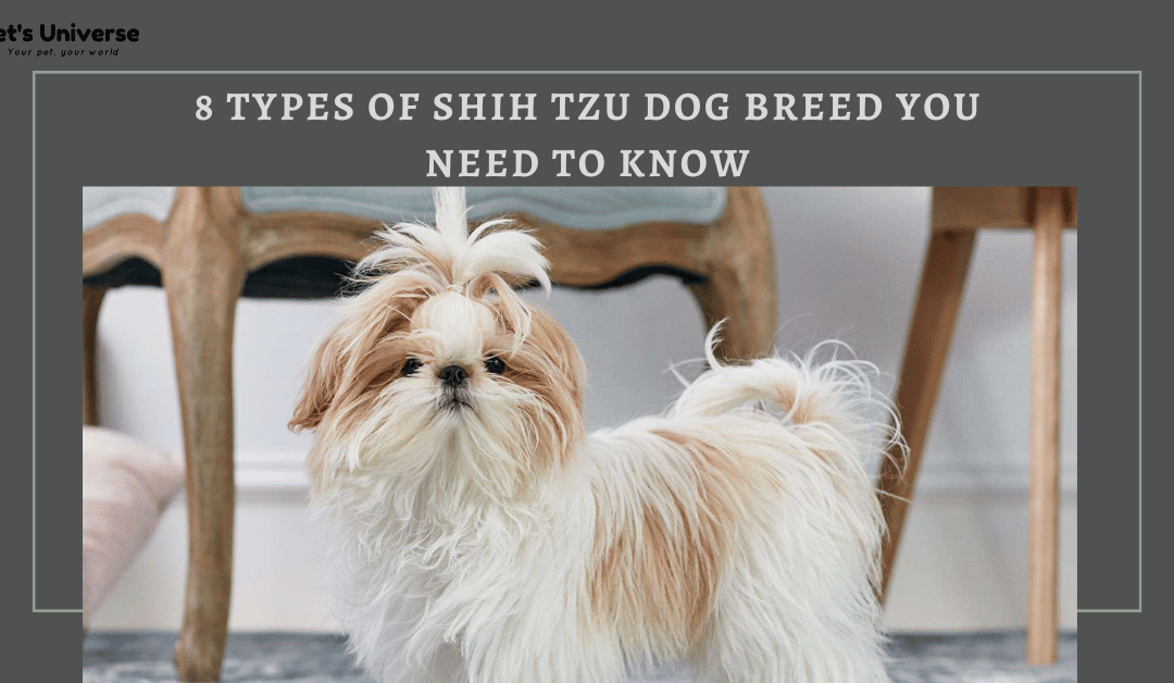 8 Types Of Shih Tzu Dog Breed You Need To Know