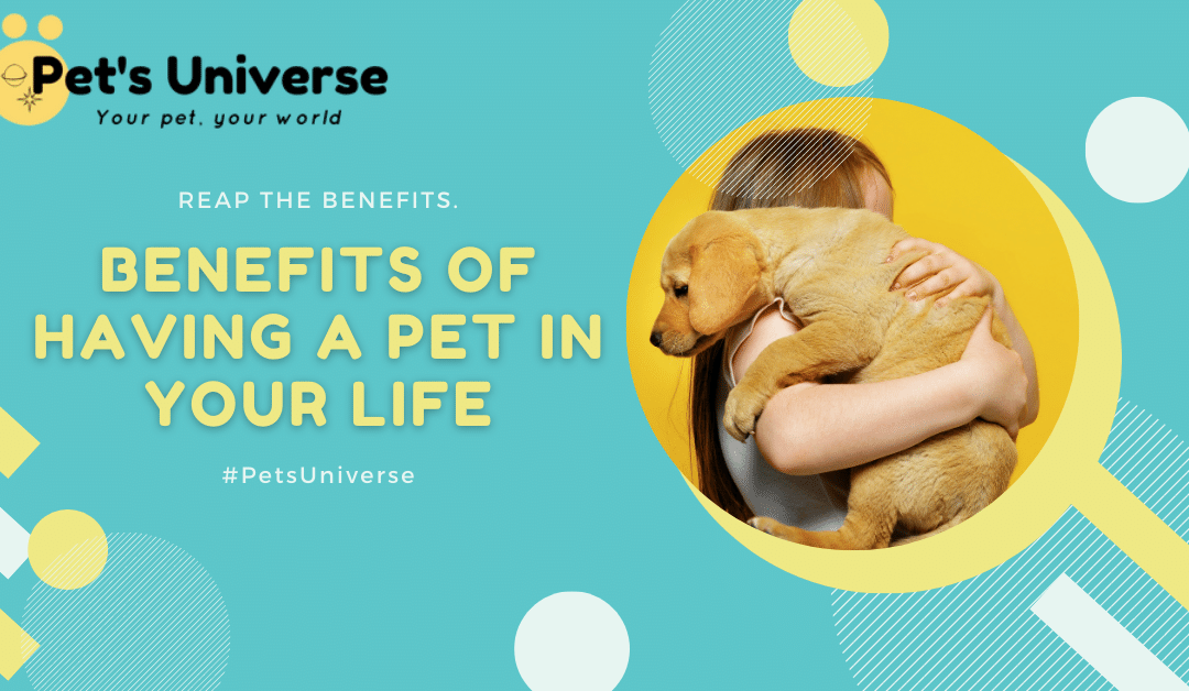 Benefits of having a pet in your life