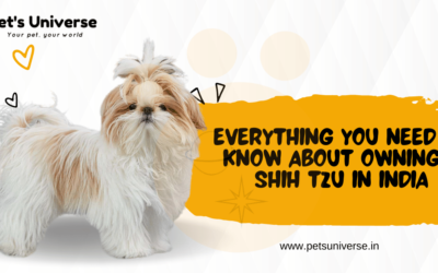 Everything You Need to Know About Owning a Shih Tzu in India