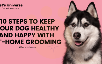 10 Steps to Keep Your Dog Healthy and Happy with At-Home Grooming